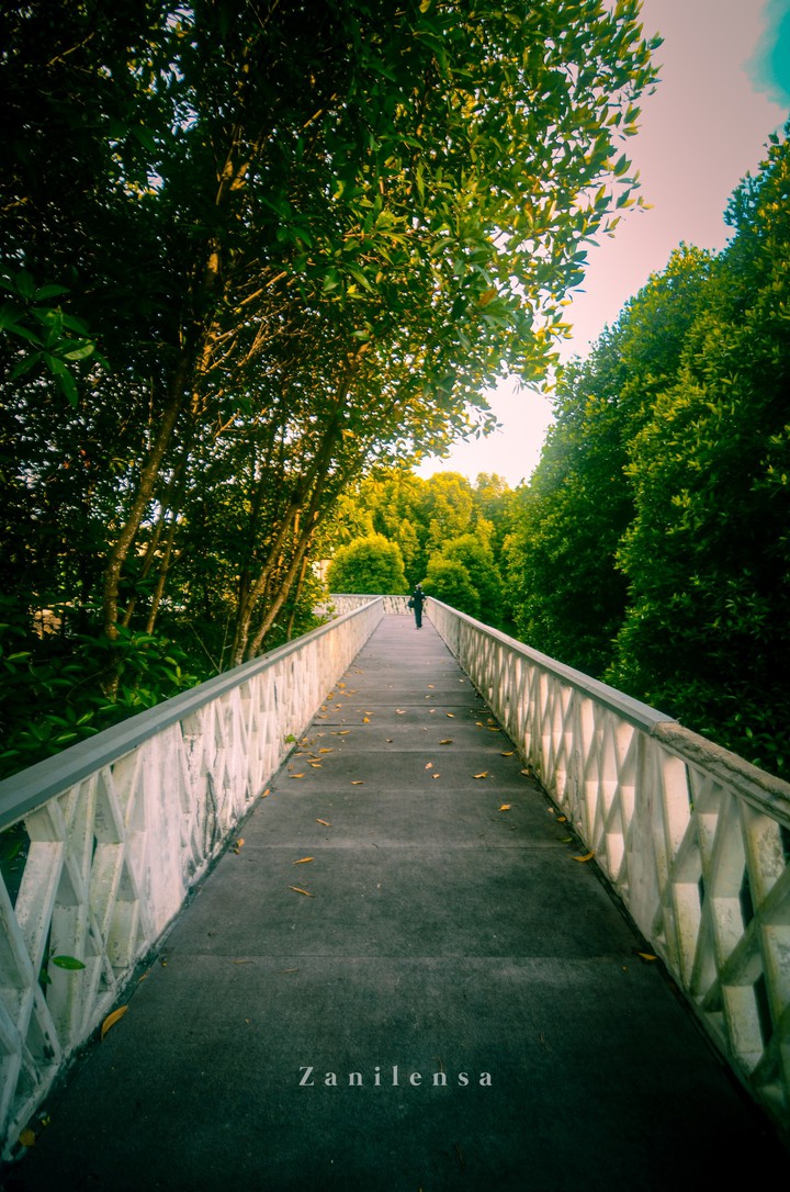 someone walking on swamp forest bridge