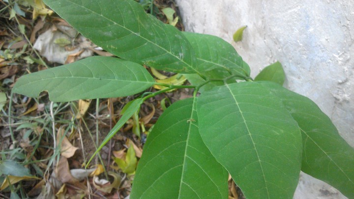 leaves