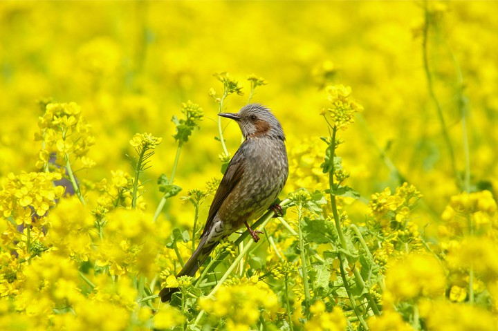 bird