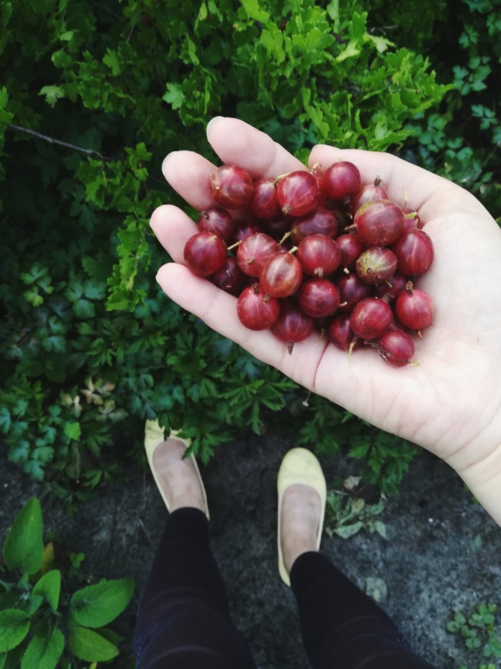 Gooseberry