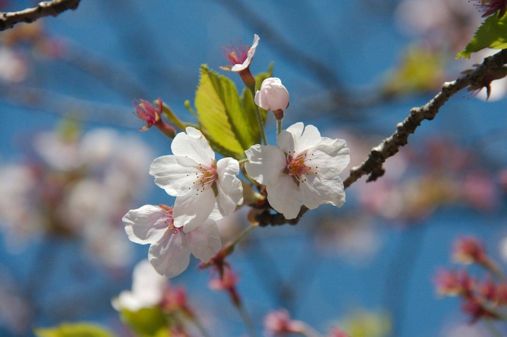 Cherry blossom