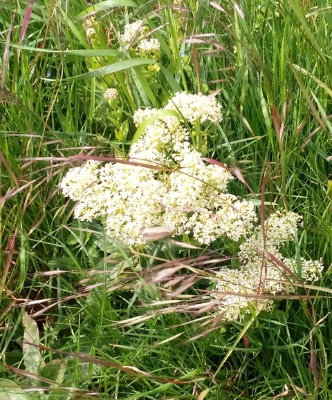 Frühling