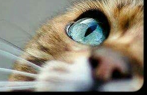 Eyes of cat