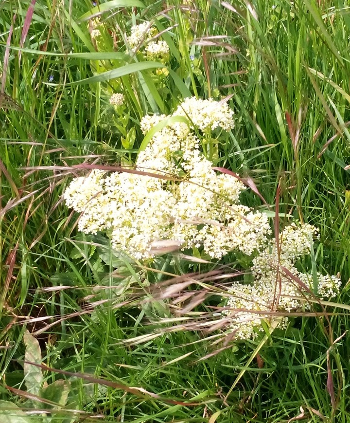Frühling