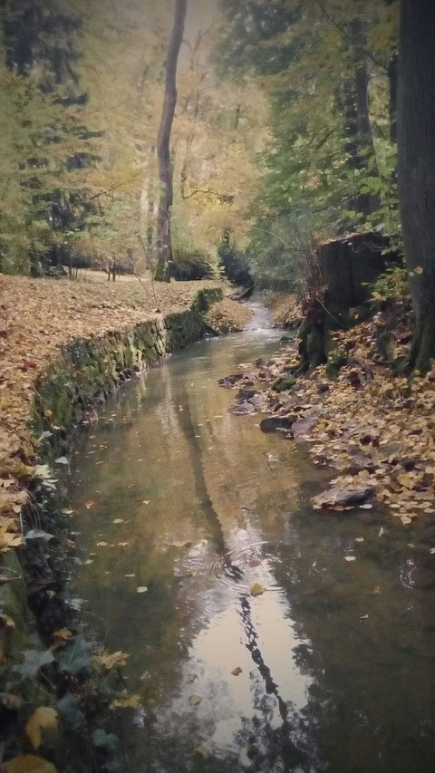 Beautiful fall in Hungary.