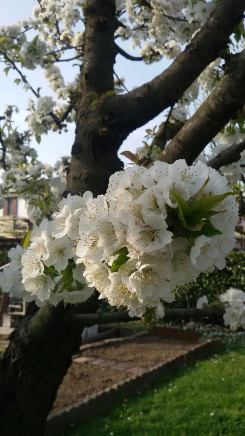 albero di ciliegio