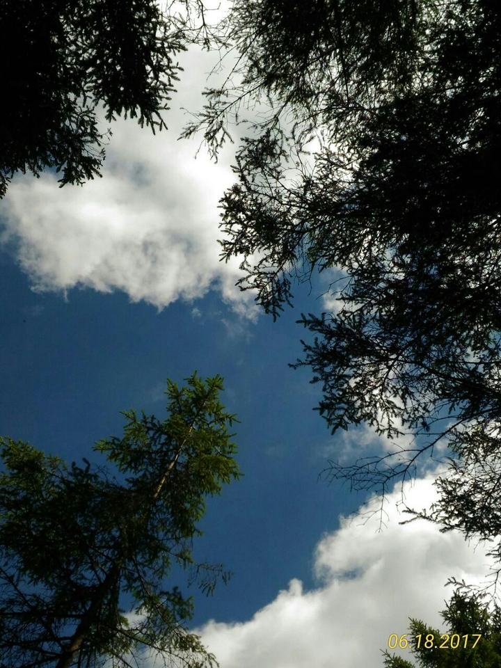 wood