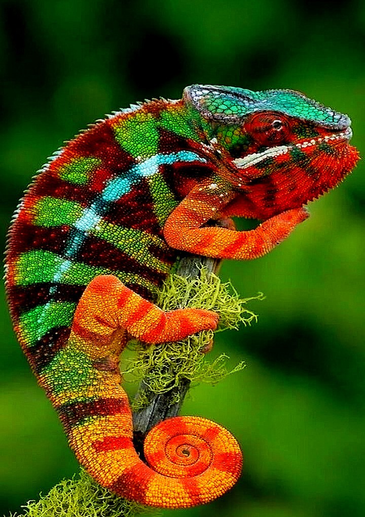 Panther Chameleon East And N Madagascar