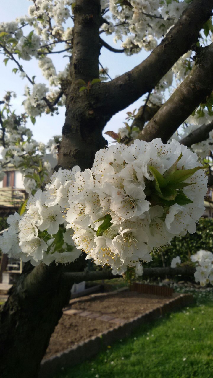albero di ciliegio