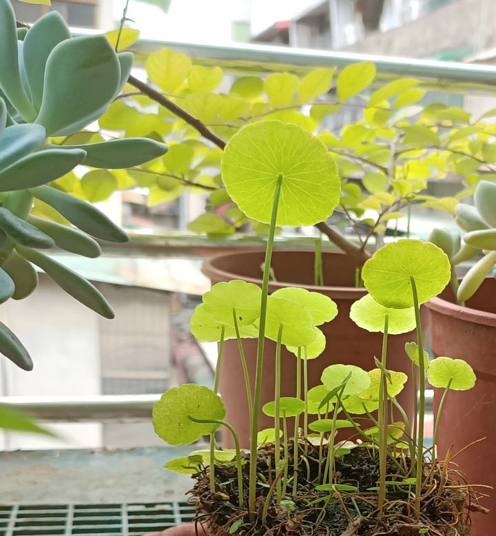 circled leaves