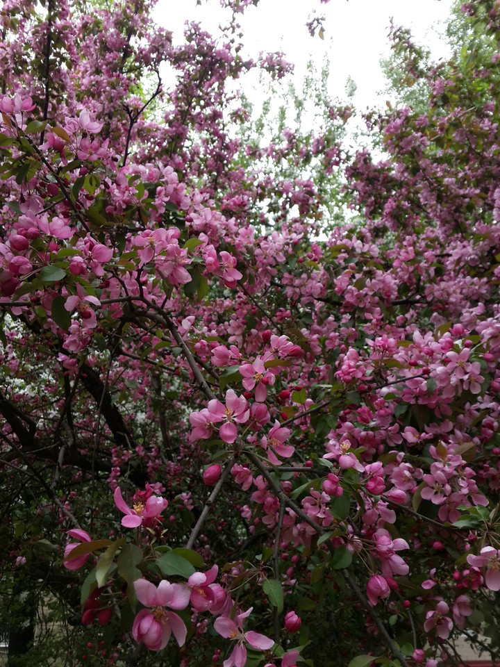 spring