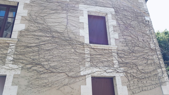 Vines