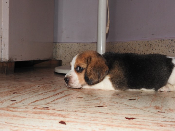 puppies