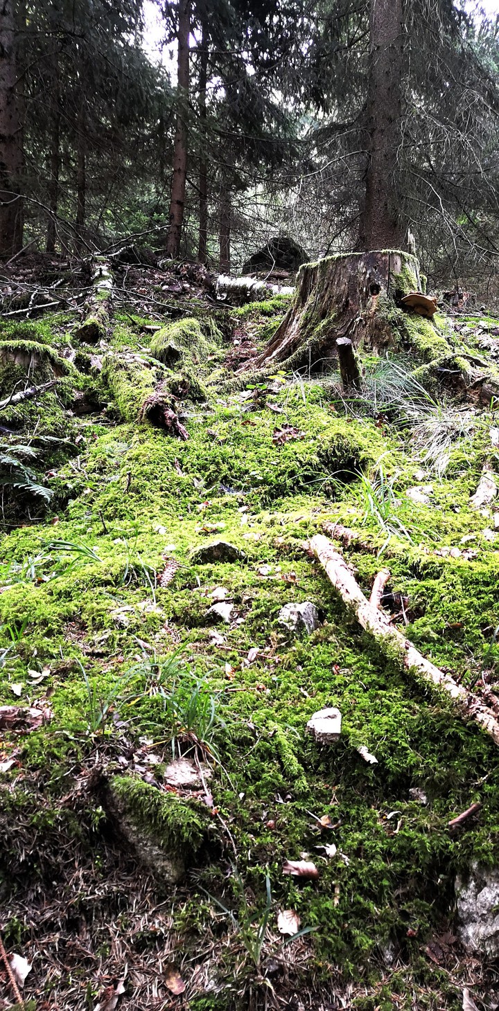 Forest moss nature
