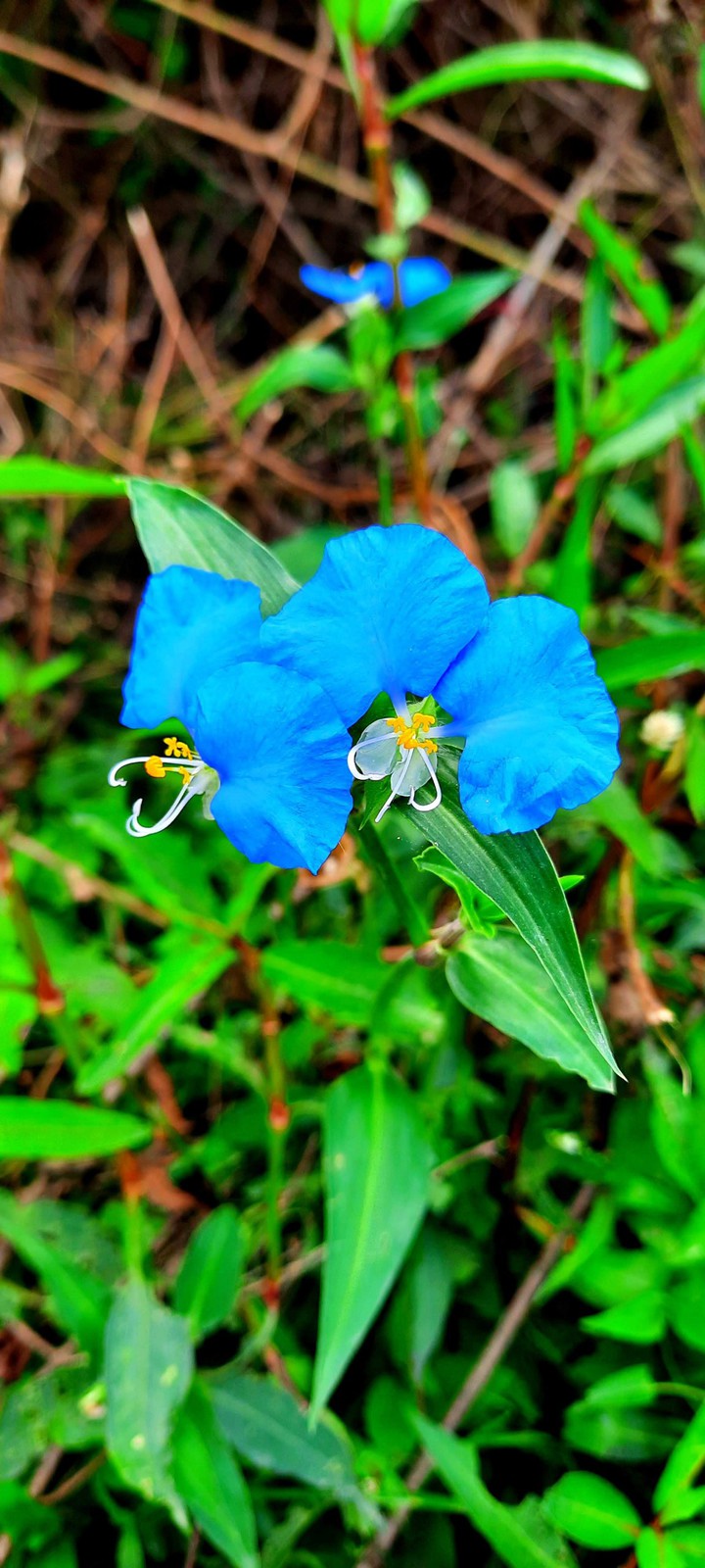Nature