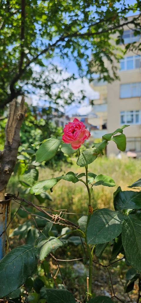 шпалери window, petal