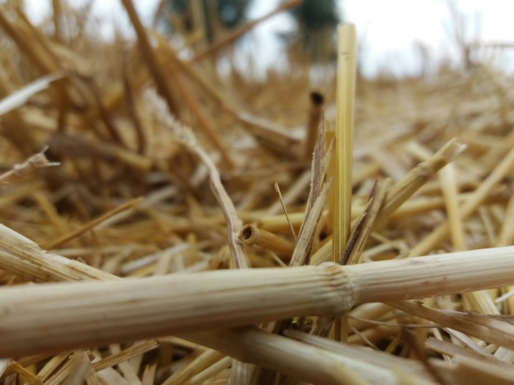 stubble
