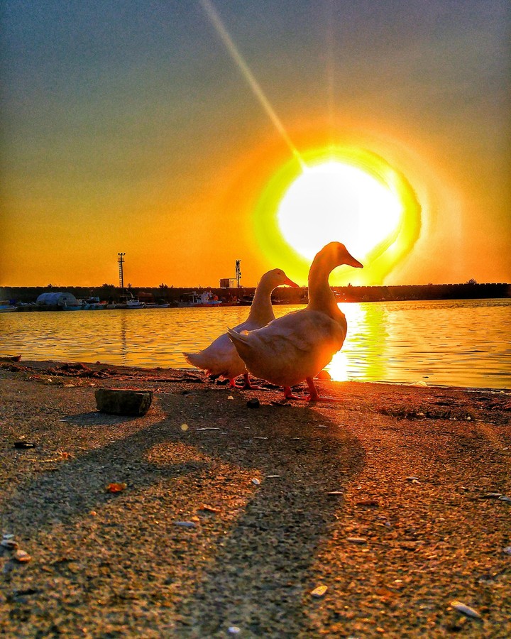 ördek