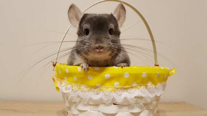 Stefan szynszyla chinchilla