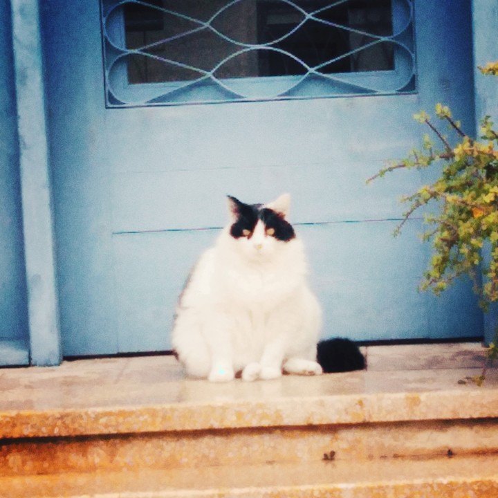 black and white cat