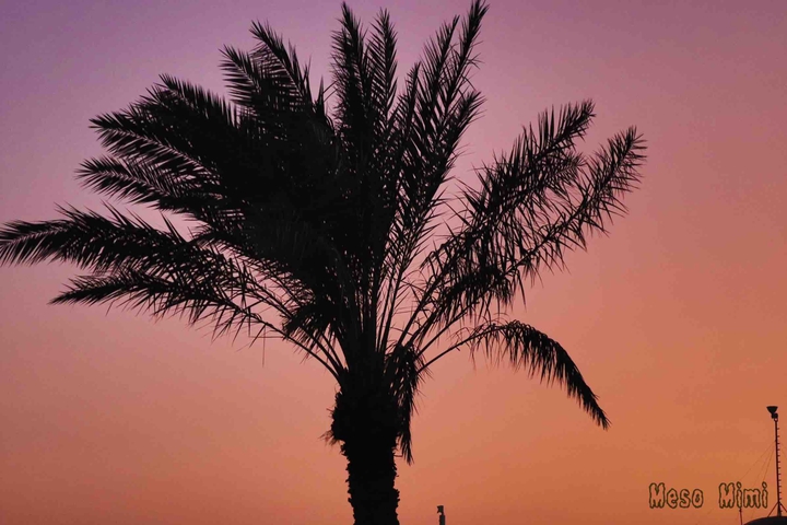 palm tree