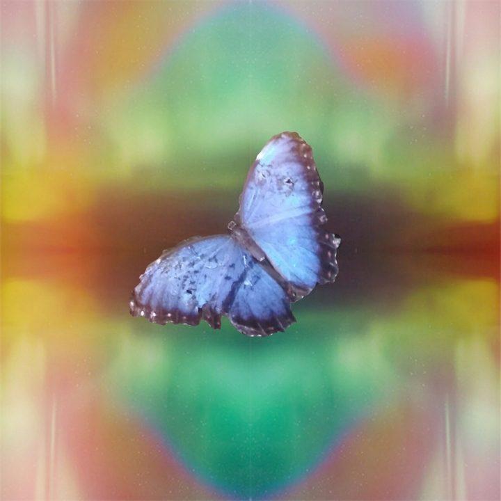 blue butterfly
