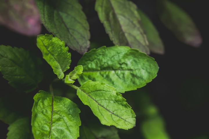 Holy Basil