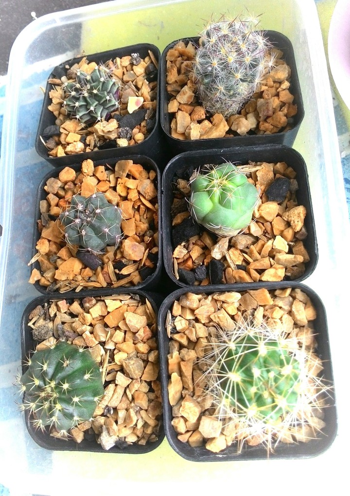 five little.. six little..cacti