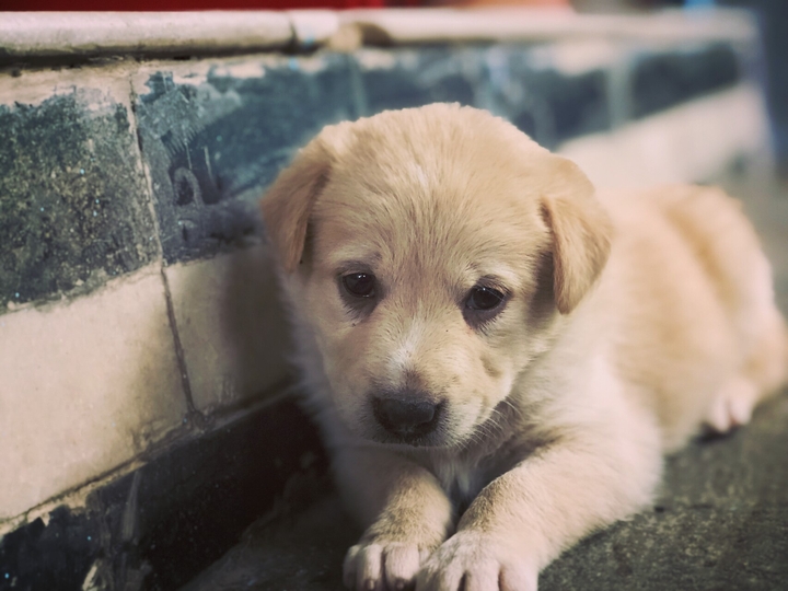 Cute puppy