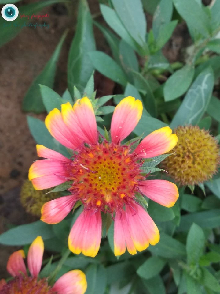 rainboies flower