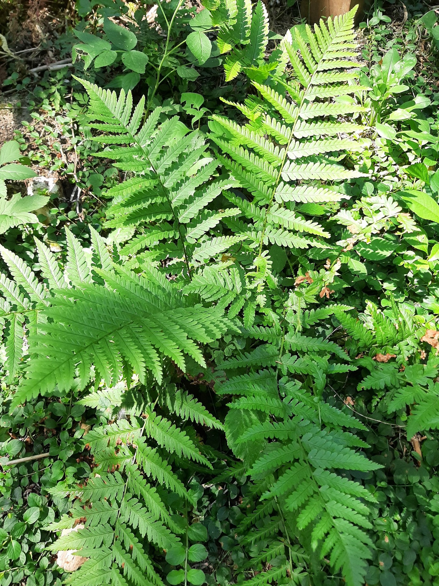 tapety groundcover, leaf