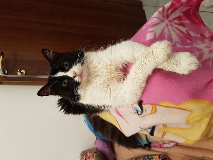 gato maya