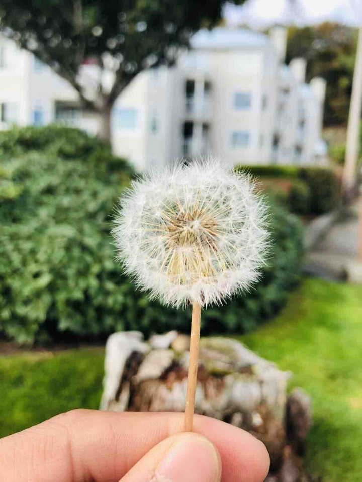 dandelion
