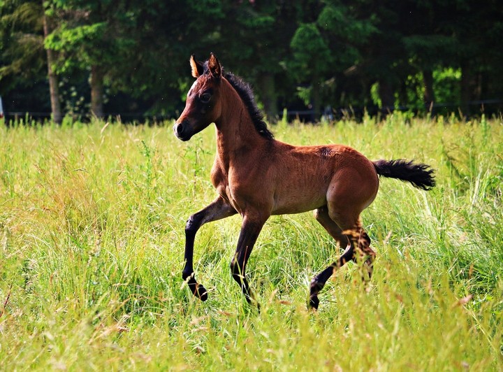Playful Foal
