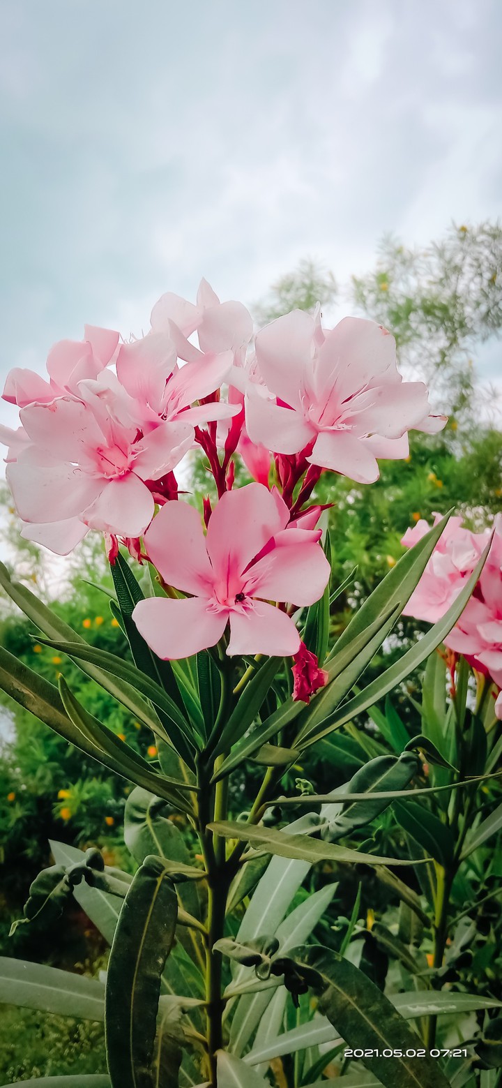 flower