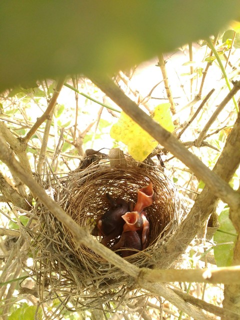 young wings