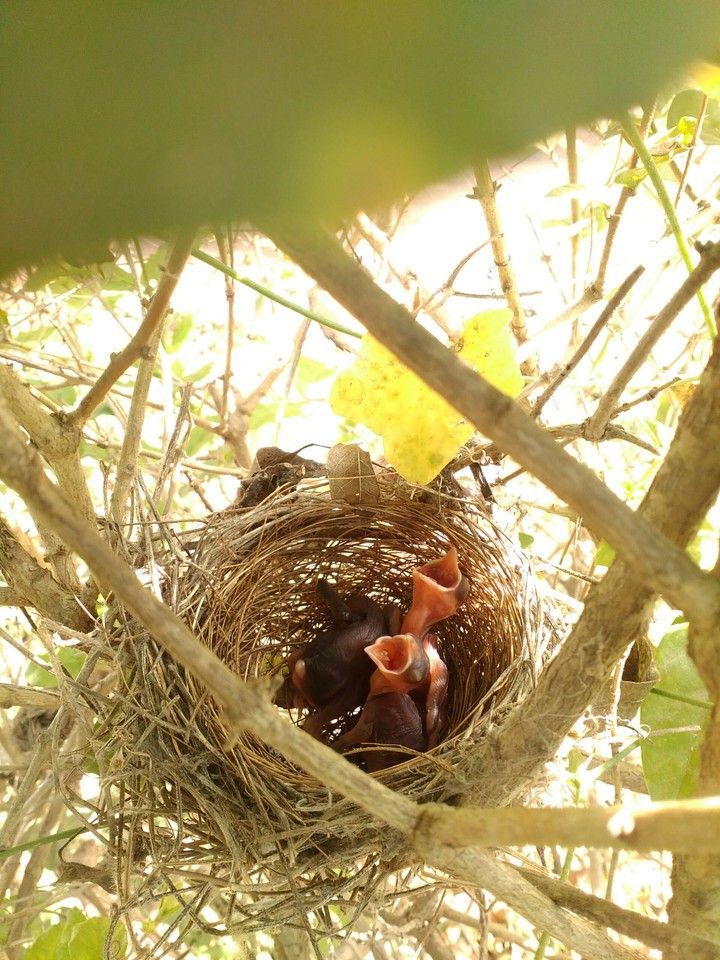young wings