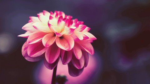 blossom, flora wallpapers