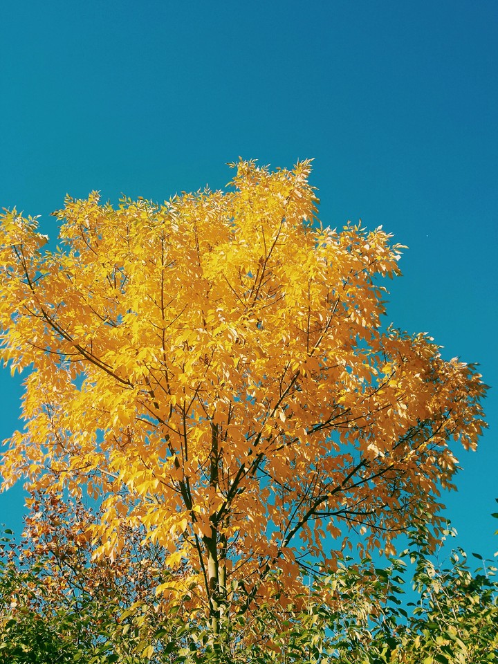autumn