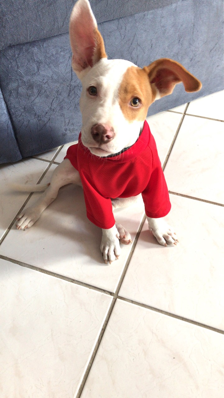 pipoca