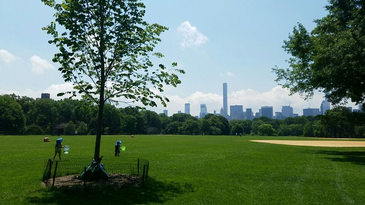 Catching Butterflies in Central Park
