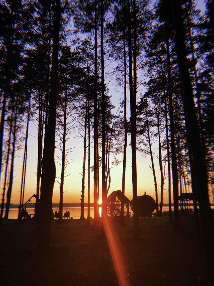 forest