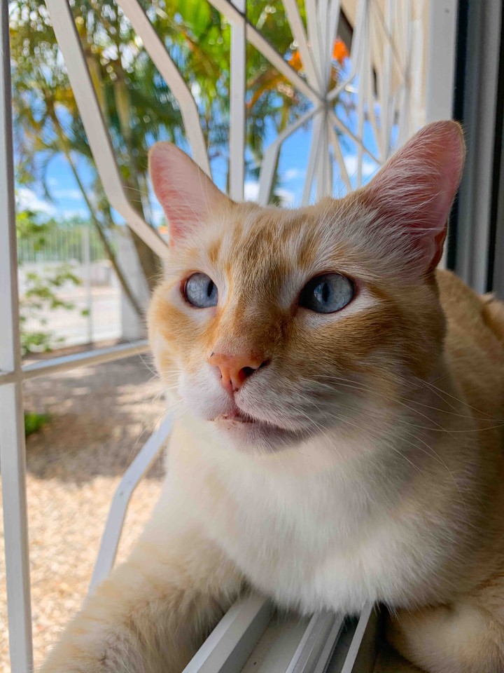 Tom