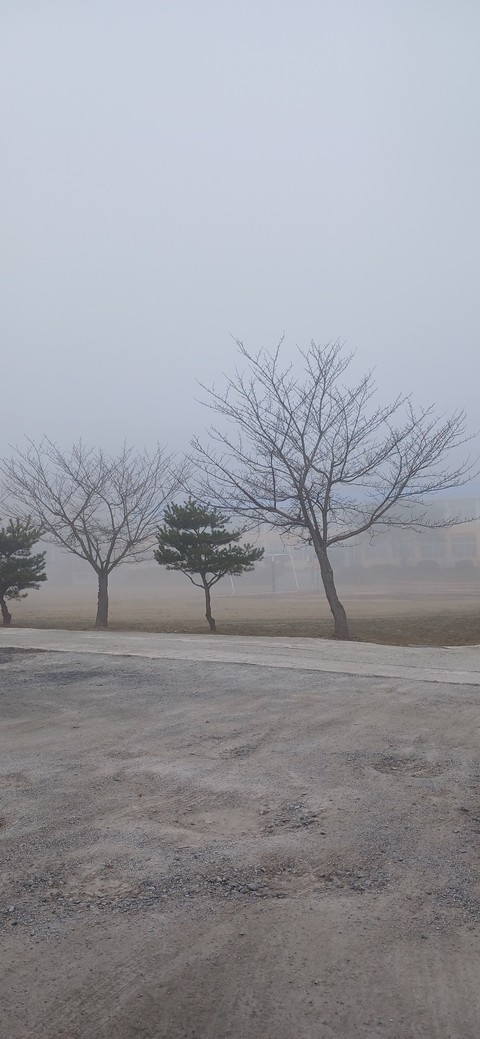 平原, tree桌布