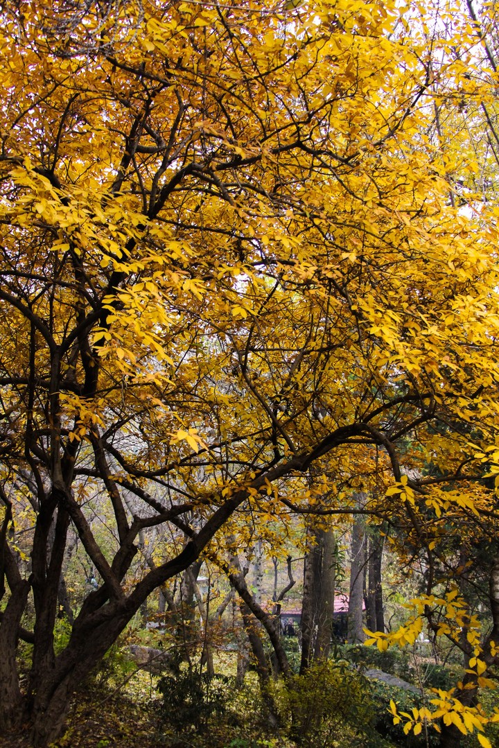 gold tree