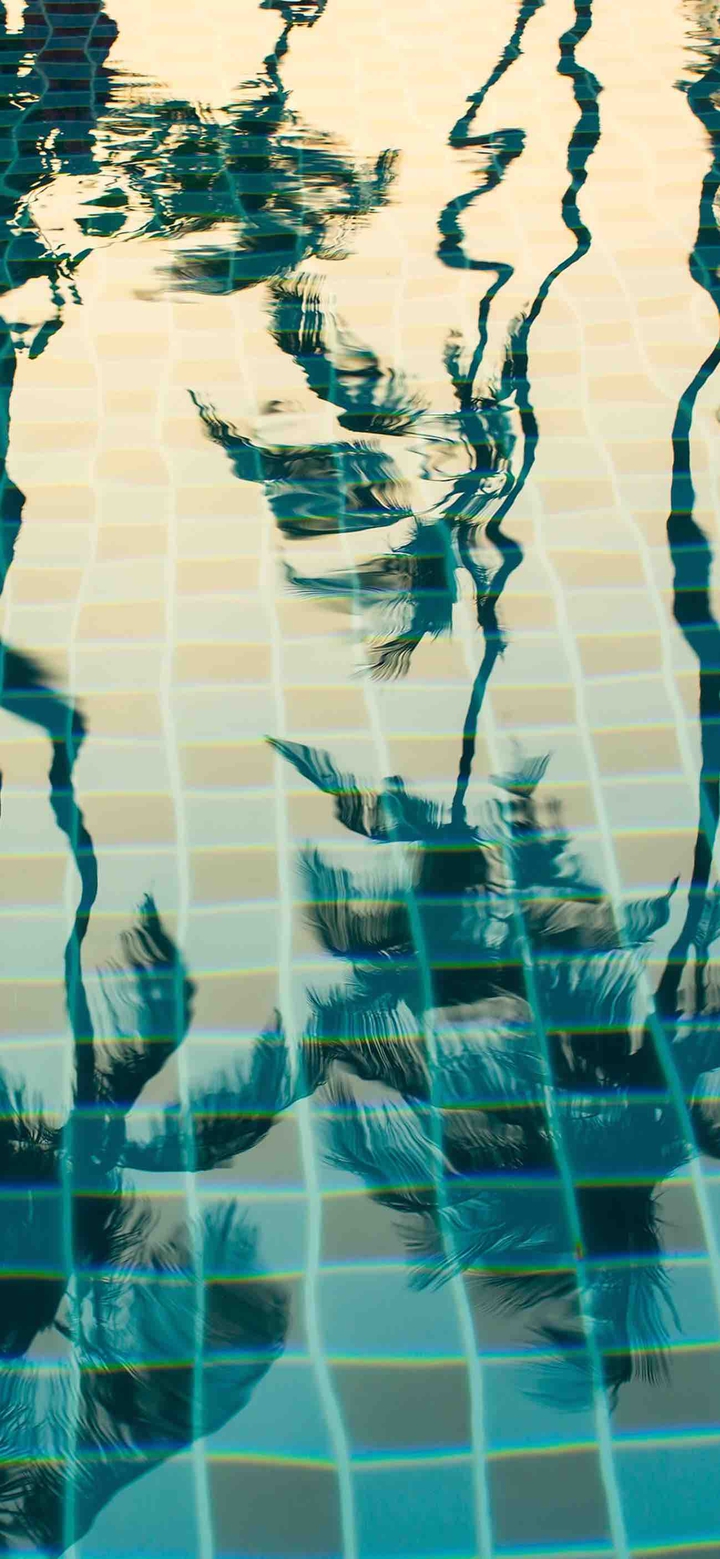 palms