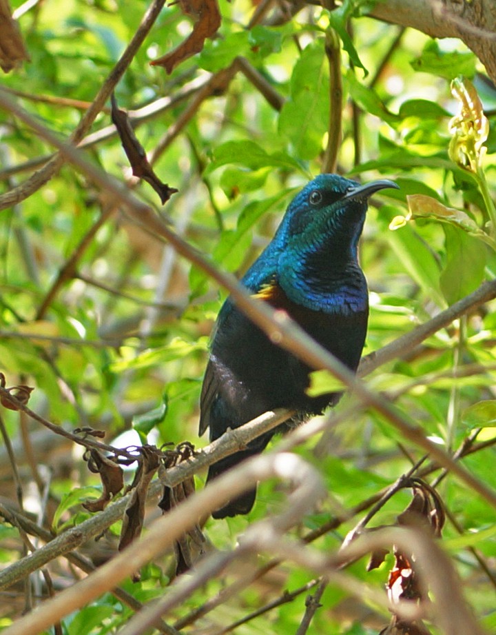blue bird