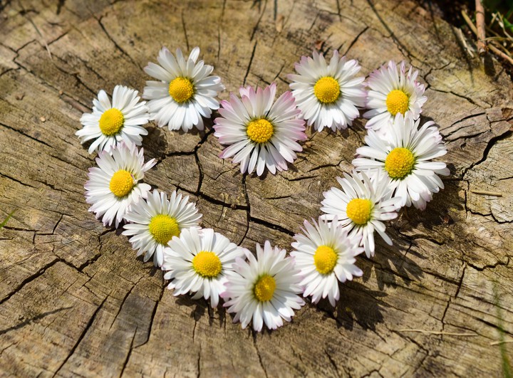 Bellis Heart