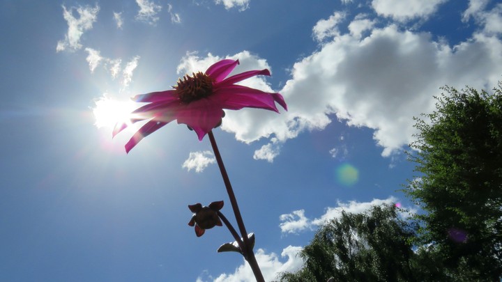 Flowering light.