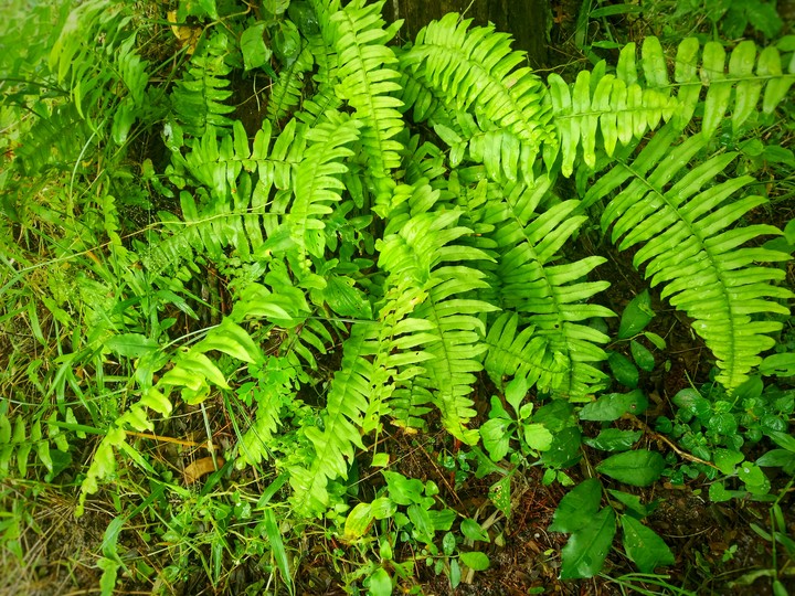 fern